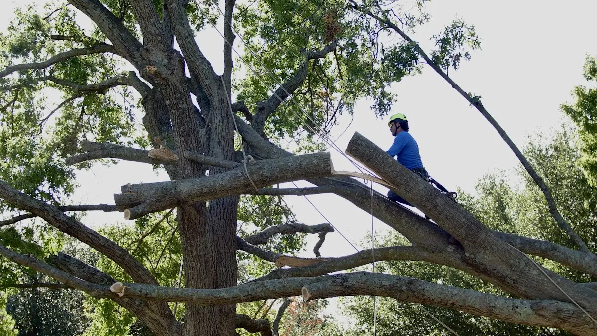 Professional Crown Thinning performed by certified arborists in Columbus